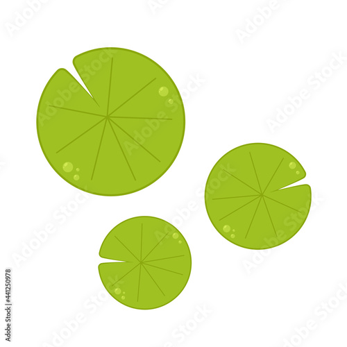 Lily pad vector. Lily cartoon vector on white background.