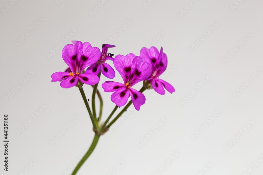 Flower of Pelargonium magenteum Flower of Pelargonium magenteum