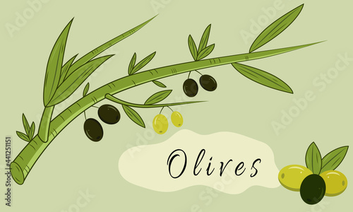 Vector olive branch, olives isolated on green background background. Vector illustration