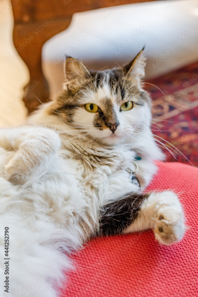 cat on the couch cat on the couch