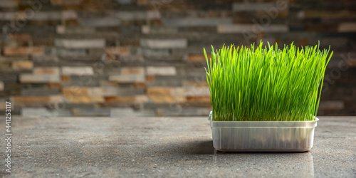 Wheat grass. Sprouted wheat grains in a plastic container. Wheatgrass for human consumption. Diet concept, vegetarianism and veganism banner. Healthy lifestyle photo