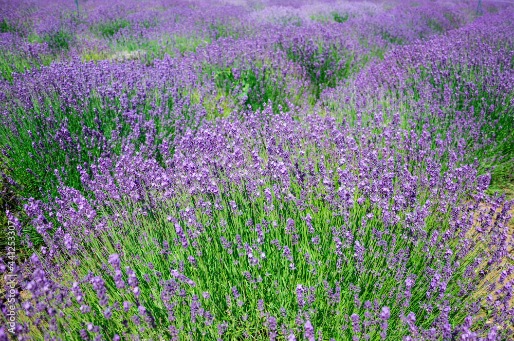 Naklejka premium Blooming lavender in a field on a sunny day.
