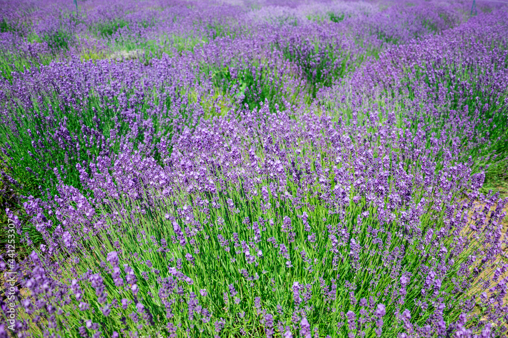 Blooming lavender in a field on a sunny day.