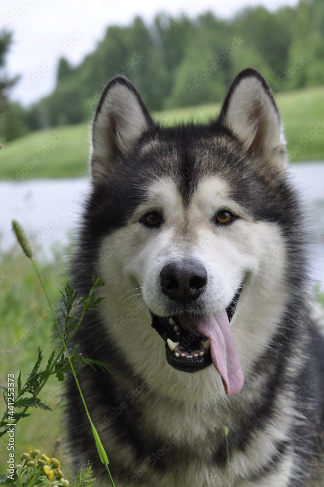 siberian husky dog