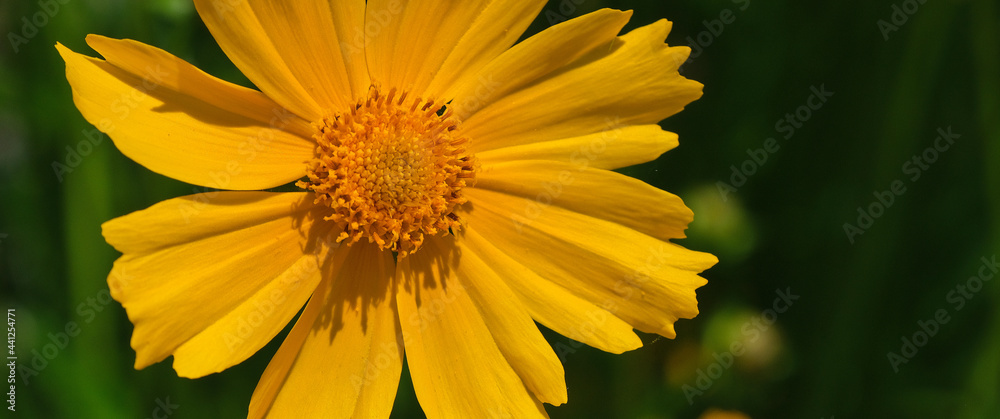 Fototapeta premium Fiori di un colore giallo brillante.