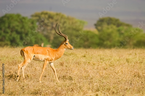 Impala Gazelle Aepyceros Melampus au Kenya