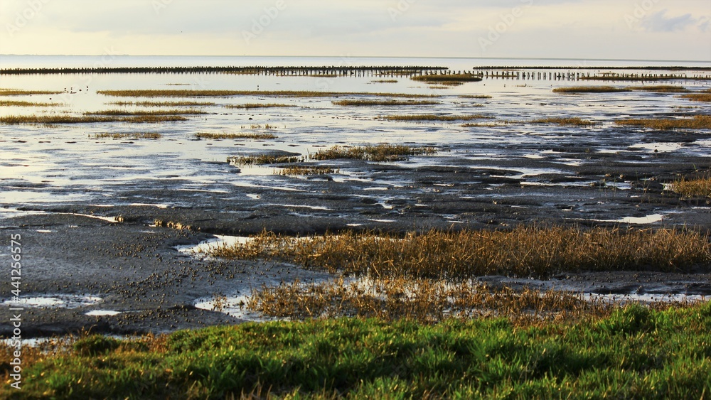 Tidal marsh land reclamation in The Wadden Sea National Park, Southern Jutland, Denmark ( Vadehavet )