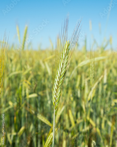 field of young wheat, spikelets of wheat close up