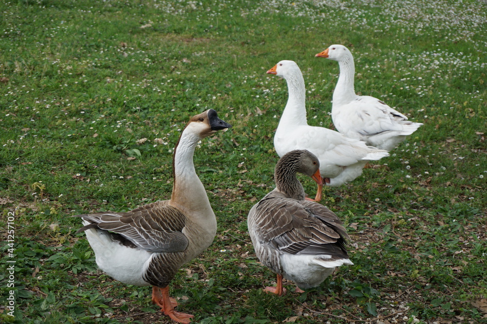Bunches of gooses walking on the grass Bunches of gooses walking on the grass