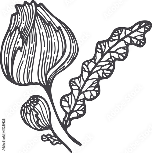 Flower contour vector in sketch style. Elegant decoration. Silhouette vector.