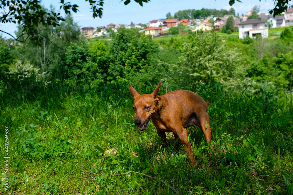 Dwarf mini-pinscher on a walk, dog on a walk in nature, portrait of a dwarf pinscher close-up. The dog defecates. Dwarf mini-pinscher on a walk, dog on a walk in nature, portrait of a dwarf pinscher close-up. The dog defecates.