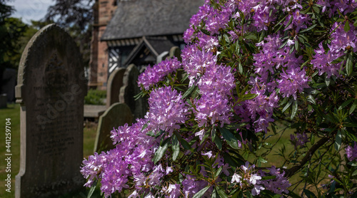 Bright pink and purple flowers in a church yard