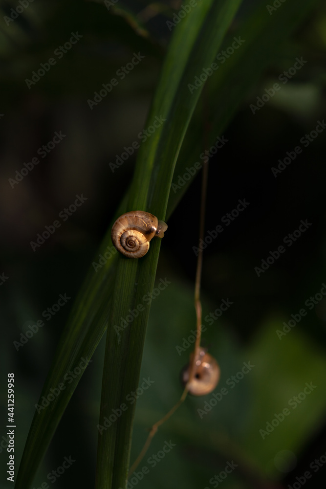 Small snail on the grass Small snail on the grass