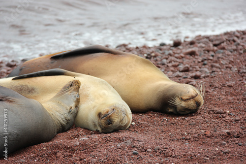 Sea lions relaxing on the red coral beach at Rabida Island, Galapagos, Ecuador