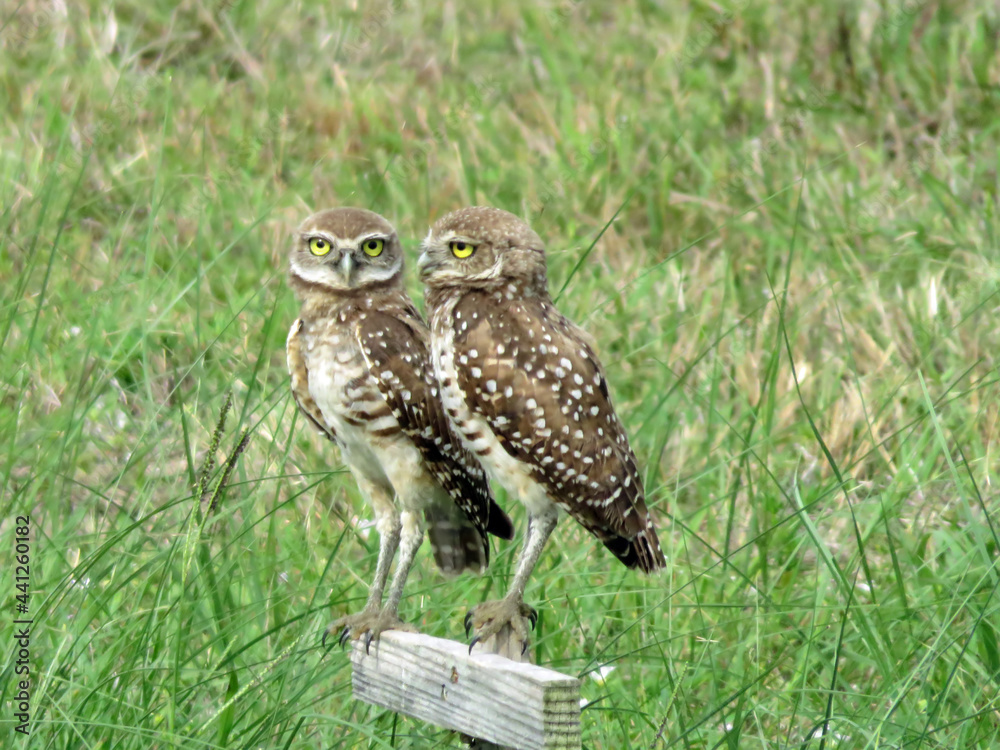The Burrowing Owl (Athene cunicularia floridana), in Cape Coral, Florida The Burrowing Owl (Athene cunicularia floridana), in Cape Coral, Florida