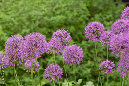 Bright lilac flowers of Allium Giganteum close up. Bright giant balls of blooming onion flowers.