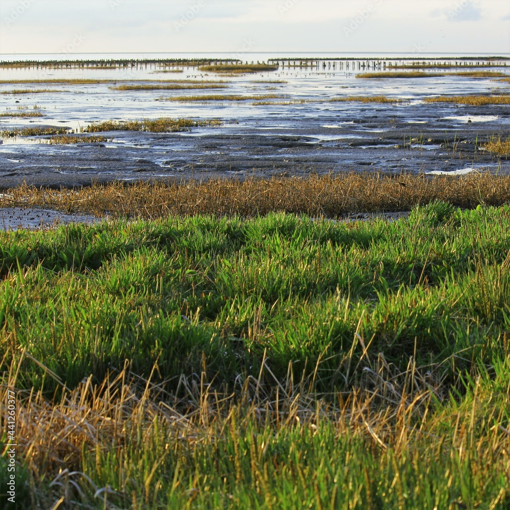Marshland at low tide, Wadden Sea, Denmark