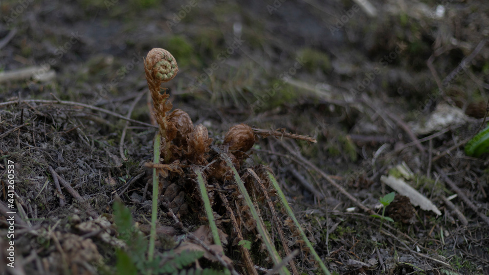 Fern unfolding in the woodland with blurred background Fern unfolding in the woodland with blurred background