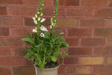 Foxglove plant in a pot infornt of a wall