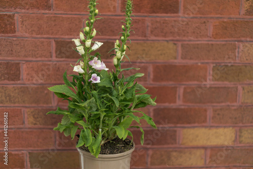 Foxglove plant in a pot infornt of a wall © Colleenashley