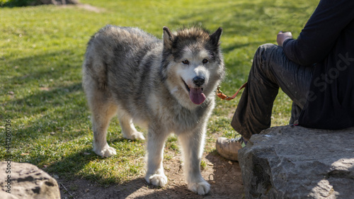 Grey and white husky dog in a park