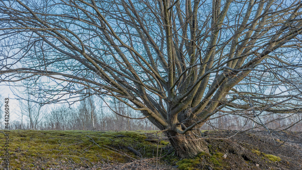 trees in the forest with no leaves trees in the forest with no leaves