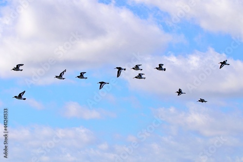 Zugvögel in Formation 