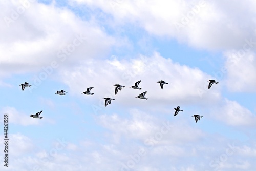 Vogelschwarm im Formationsflug
