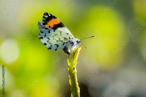 black, white and orange butterfly with a green background