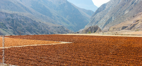 cacao beans drying by the roadside, Andes, Ecuador