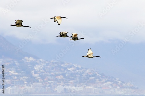 Reiher im Formationsflug