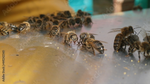 bee and honey bee