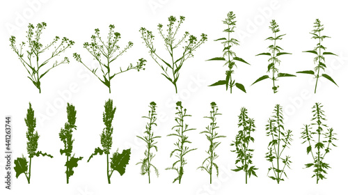 Herbs with nettles and coleseed - wild flowering grass - set of herbal silhouettes isolated on white for natural design