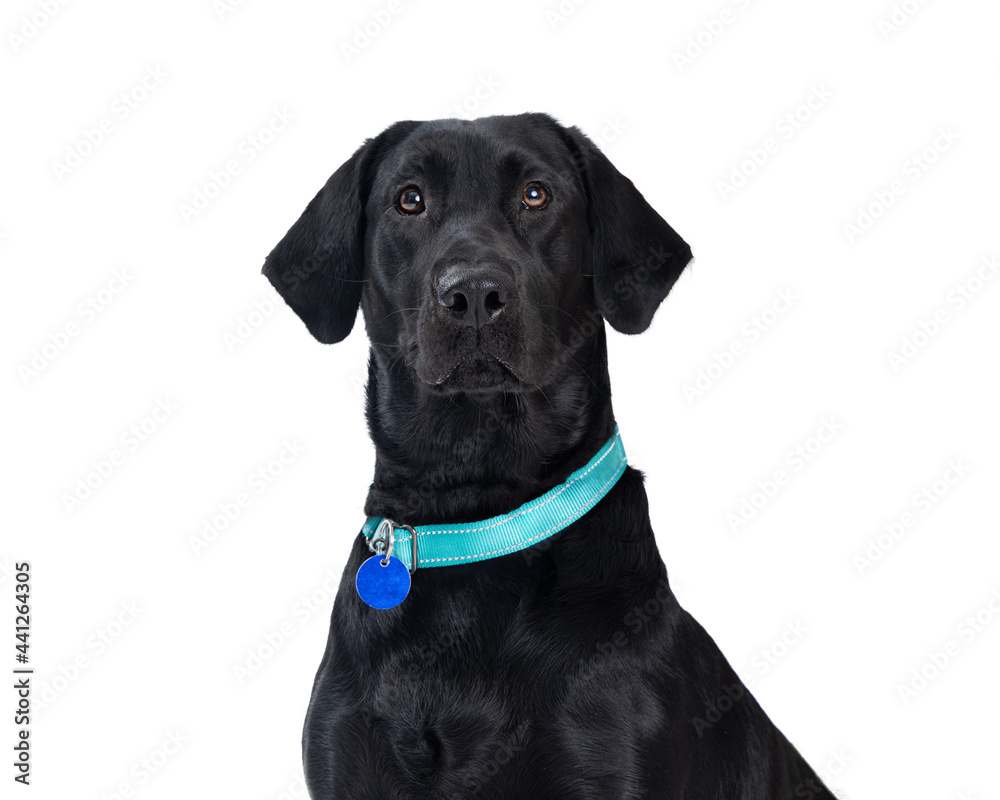 Beautiful Black Lab Crossbreed Dog Closeup