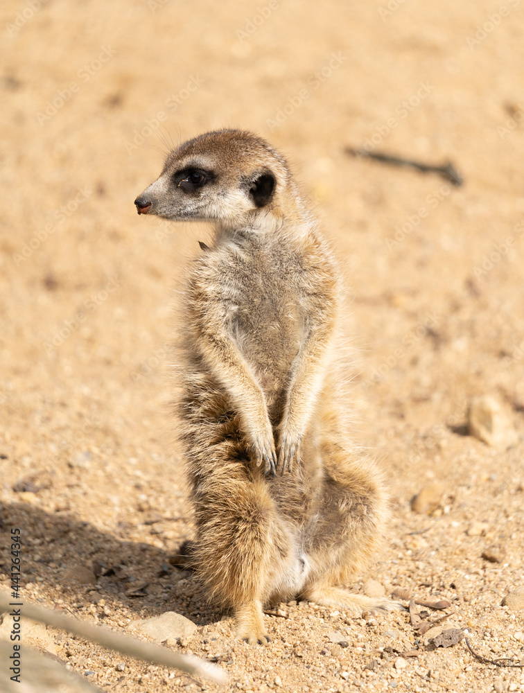 Meerkat - suricata suricatta - detail on the animal from close distance in its natural habitat Meerkat - suricata suricatta - detail on the animal from close distance in its natural habitat