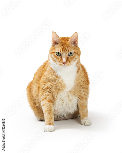 Large Overweight Orange Tabby Cat Sitting