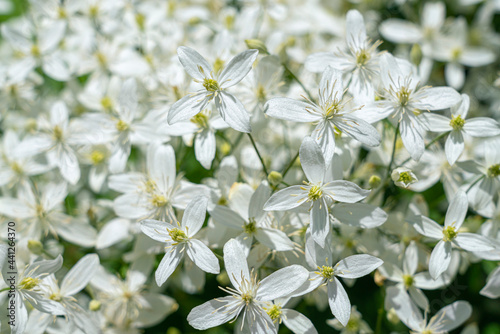 white flowers on a beautiful green background