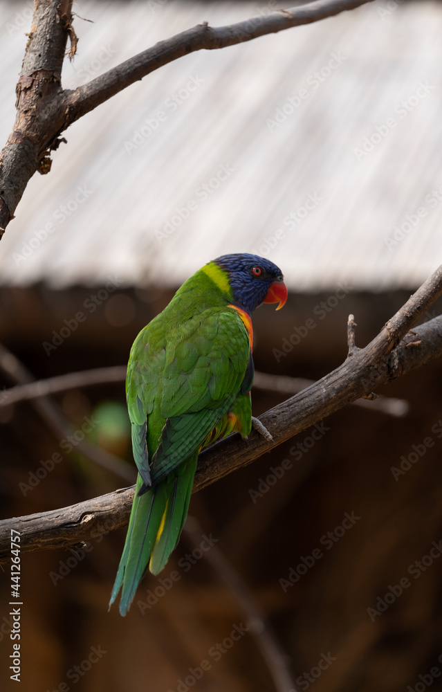 Rainbow lorikeet - Trichoglossus moluccanus - detail on the specimen Rainbow lorikeet - Trichoglossus moluccanus - detail on the specimen