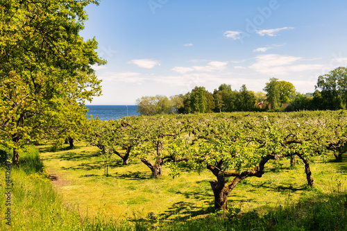 Apple tree blossom in Kivik, Sweden is known for its apple production. photo