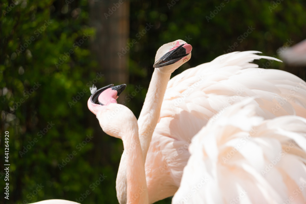 Naklejka premium Greater flamingo - Phoenicopterus roseus - Isolated focus on the heads of the birds