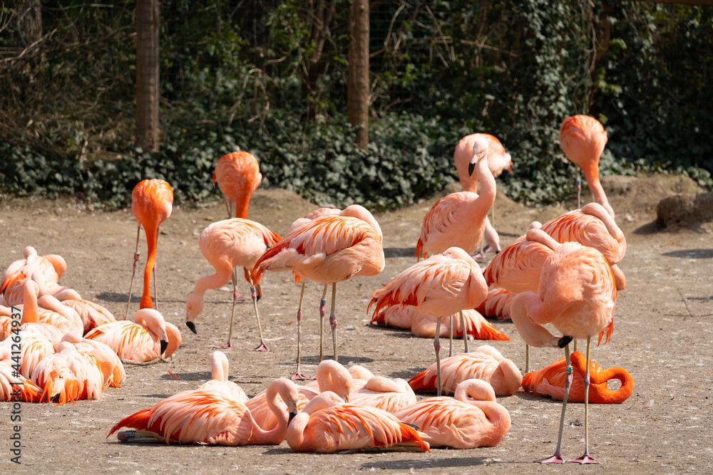 Obraz premium American flamingo - Phoenicopterus ruber - close up on a pack of american flamingos