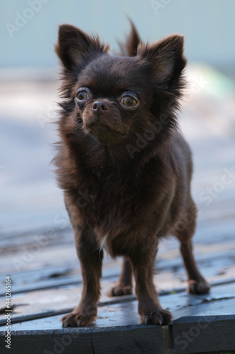 Fototapeta Naklejka Na Ścianę i Meble -  Portrait of a chocolate, long-haired Chihuahua dog. 