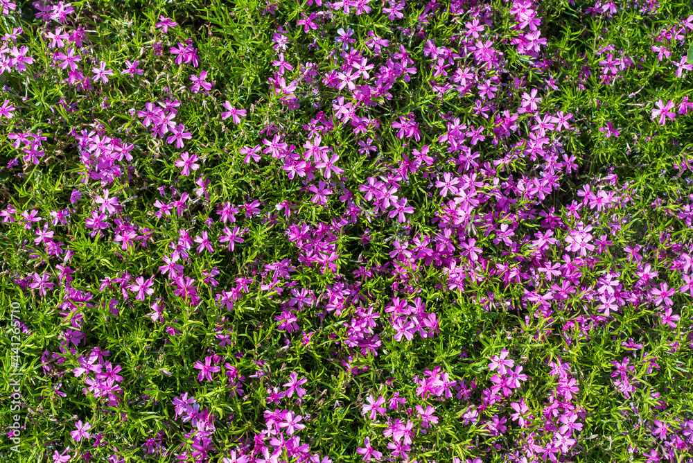 Top view bright purple flowers of Phlox subulata.