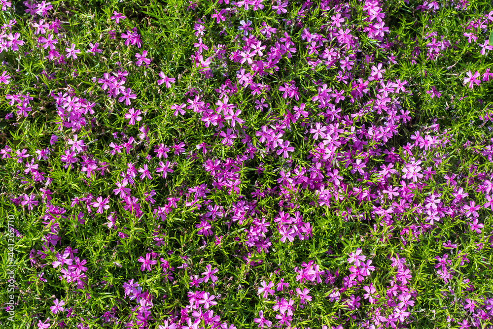 Top view bright purple flowers of Phlox subulata. Top view bright purple flowers of Phlox subulata.