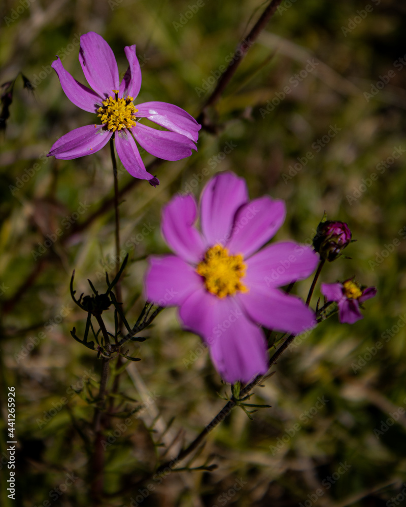 Flor morada con centro amarillo Flor morada con centro amarillo