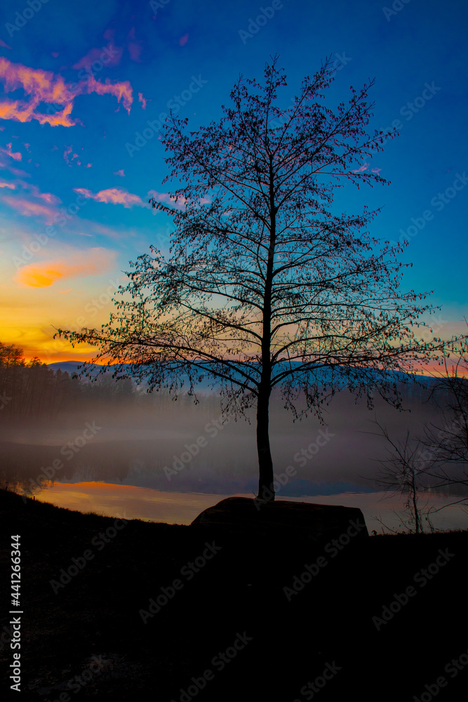 tree at sunset tree at sunset