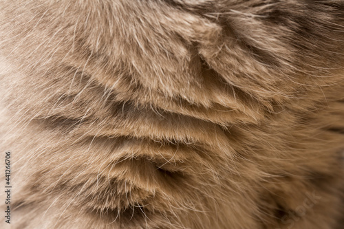 Scottish cat hair close up. background. Space for text