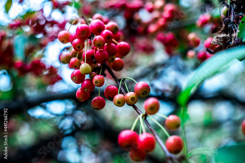 red berries on a tree photo