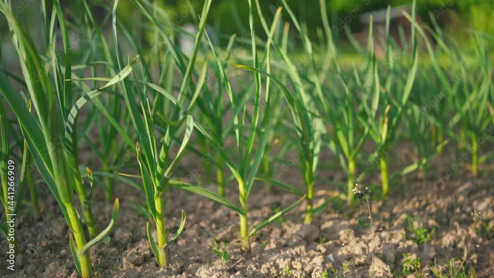 Sun shines on young garlic plants growing in garden Sun shines on young garlic plants growing in garden