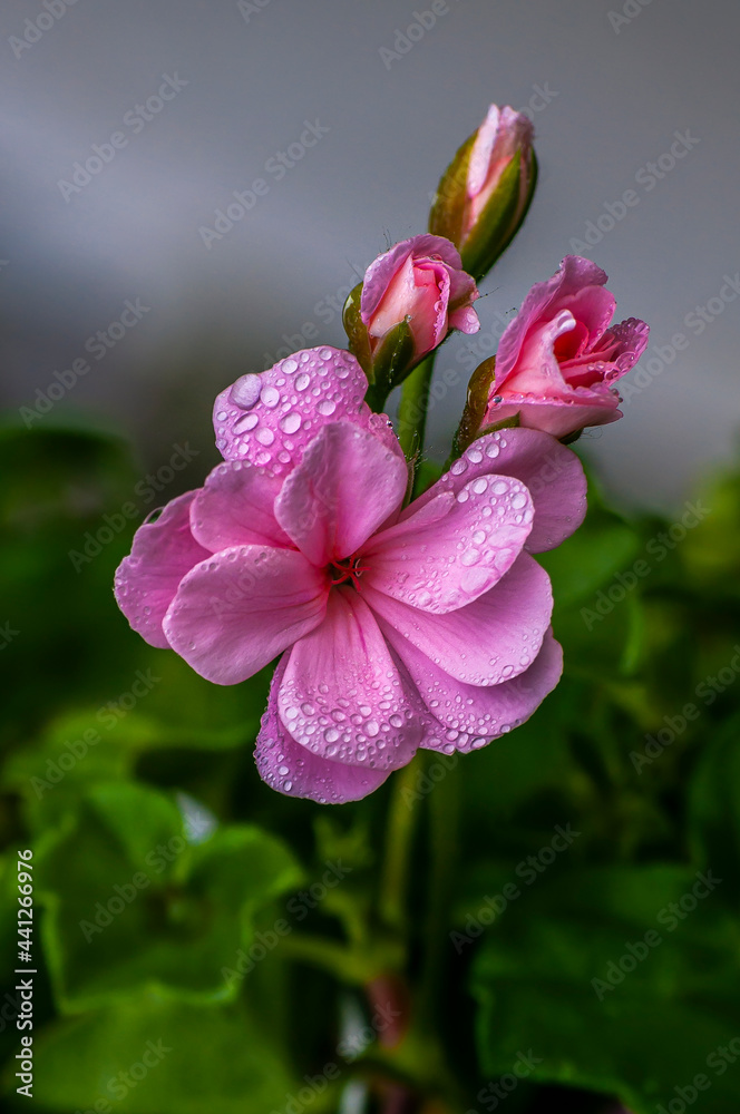 Obraz premium spring flower